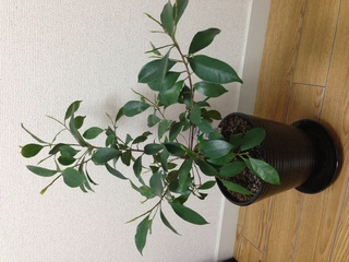 ガジュマルの木