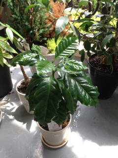 image-20130629080401.png
