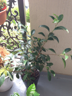 image-20130629081258.png