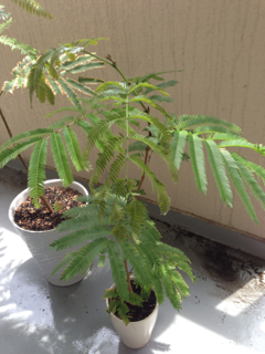 image-20130629082605.png